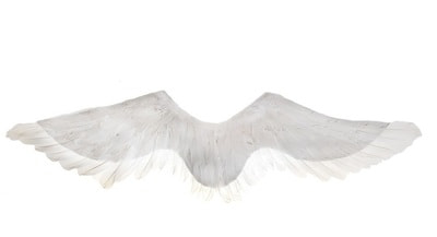 Фото Крылья ангела белый лебедь