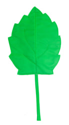 Фото Осенний листок березовый зеленый